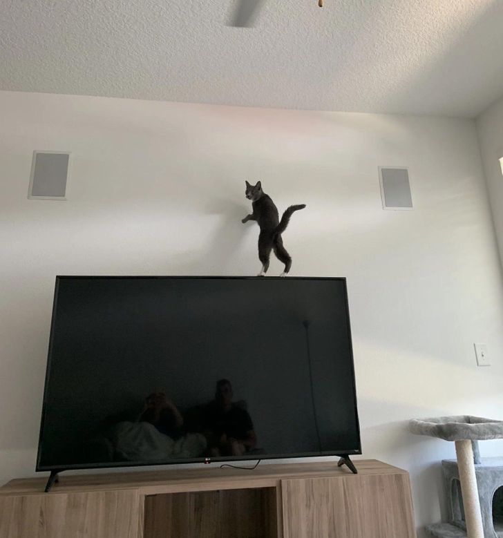 a2d4d756b3854f5e4517acea6e