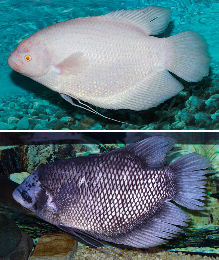 a540b25d6594700d11ce9530cd