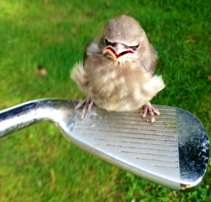 a585dd5ed389392683a3df6e22