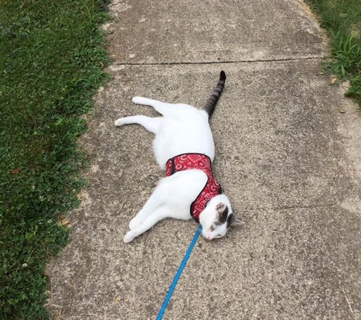 a70c36512a9c1a1b747eac835b