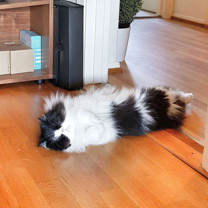 a7a0f3594fb8fec4e66bda5fa7