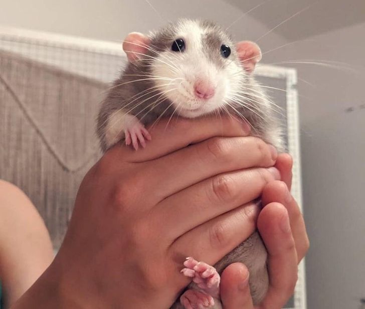 a7a7155252bb9d69f8fe080fad