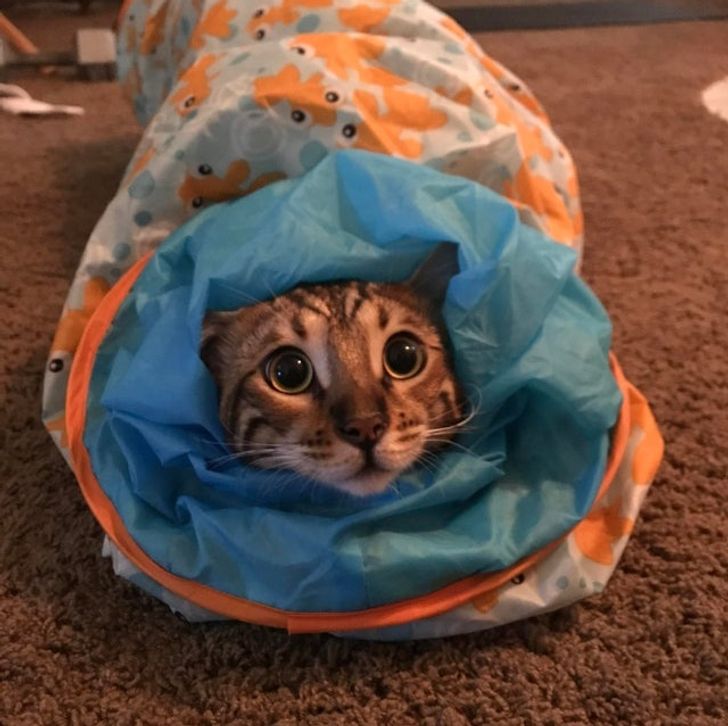 a7b0925ad888cf0929fbf48e85