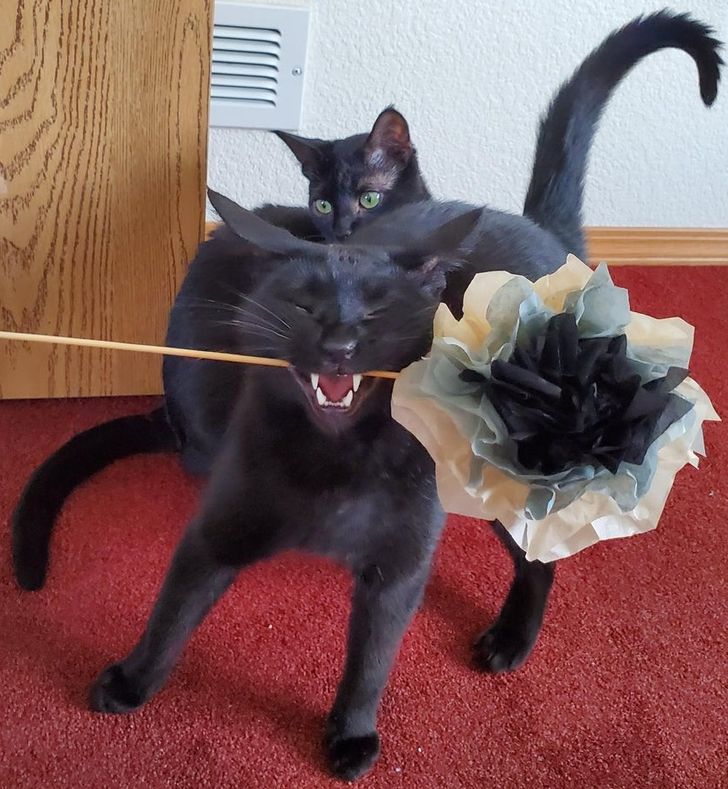 a7bcb754b6a70f87d1d4212837