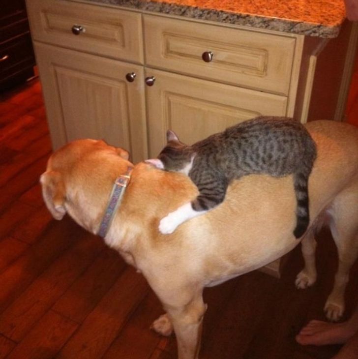 a83bde504c9c28b9ba922796de