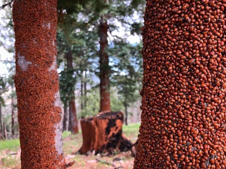 a851175cb580a210df0a2c996f