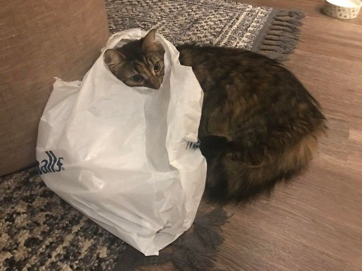 a869e556688acefeecda5e95da