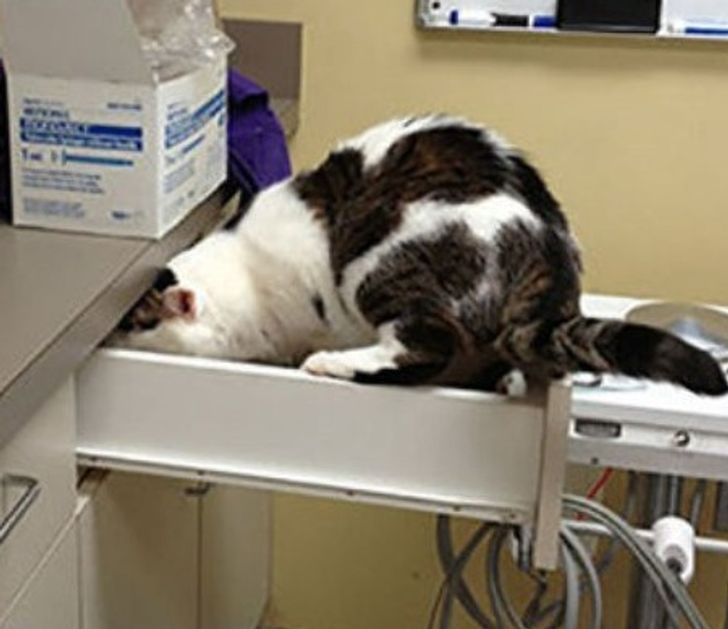 a86db257e5bcc9432b8da9e601