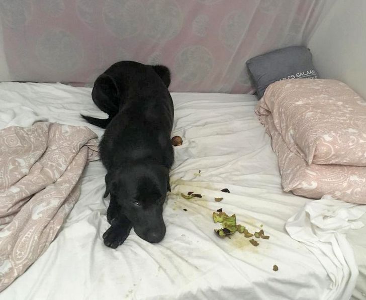 a8ebf258da994a1cb59da9e0c1