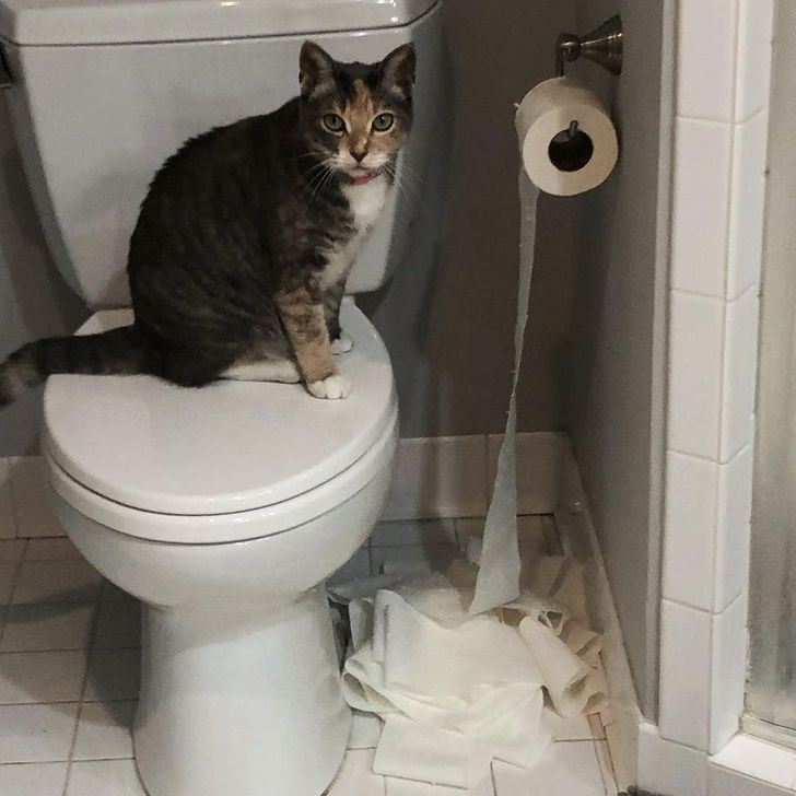 a9290f54099c8df52ea4c88044