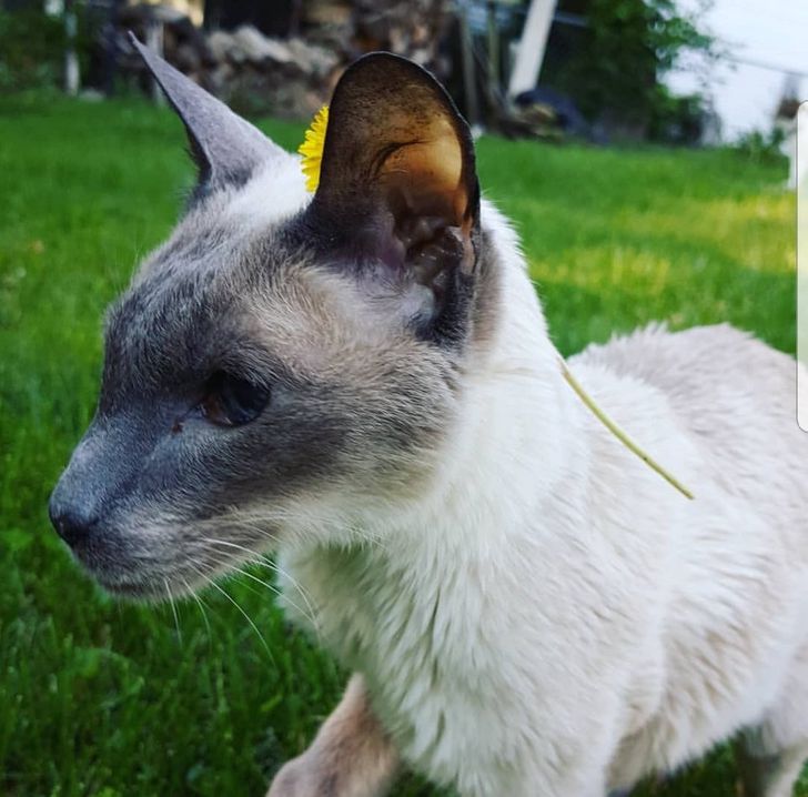 aa4fe253c7992853768ab0f138