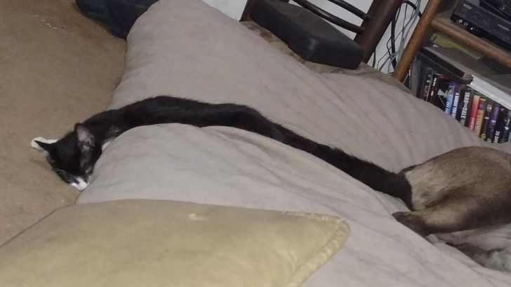 aa6e1356a4b34e1e826371e359