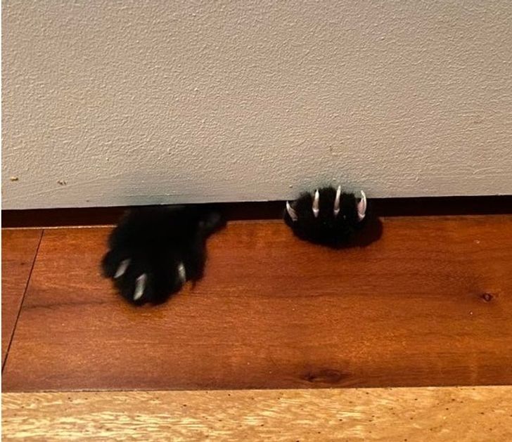 ab69a6576ead864dc12246210a