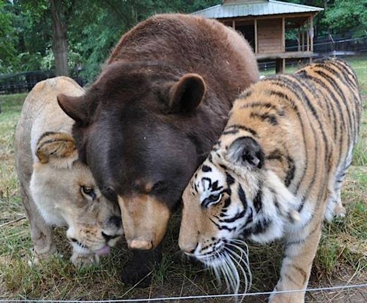 ac1477536991d833159c435ed1