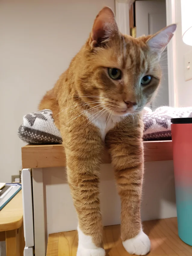 ac3b035d6d87527b9ce1522bc4