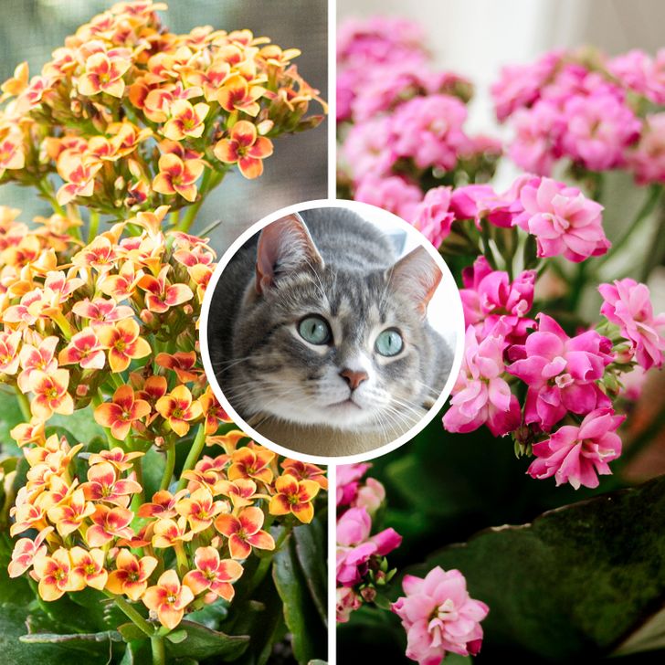 ac78bf5a768c6ef90980f86a4a