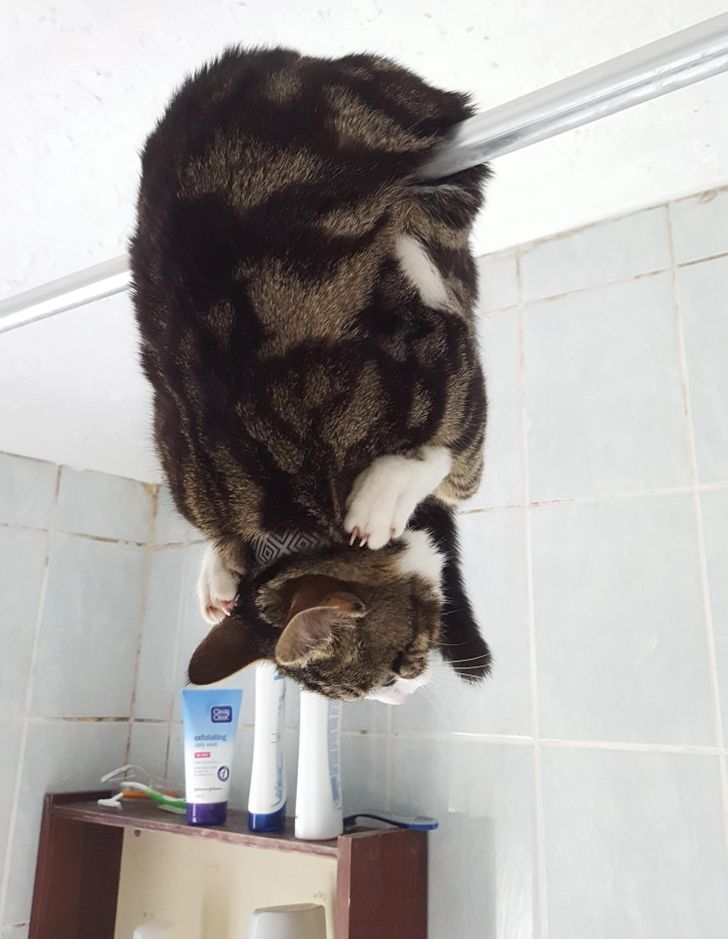 acc87355c29fb8029ab1858bea