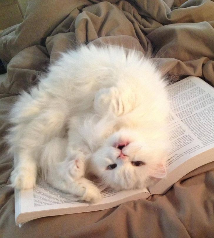 accb3a5a74a4e897a38ec08f0d