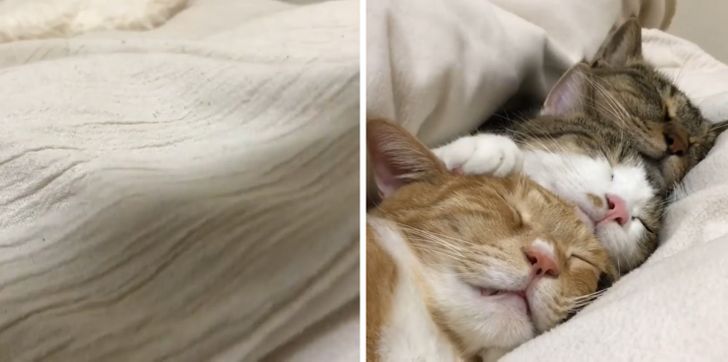 ade6355e288c6fc4940f596a5f