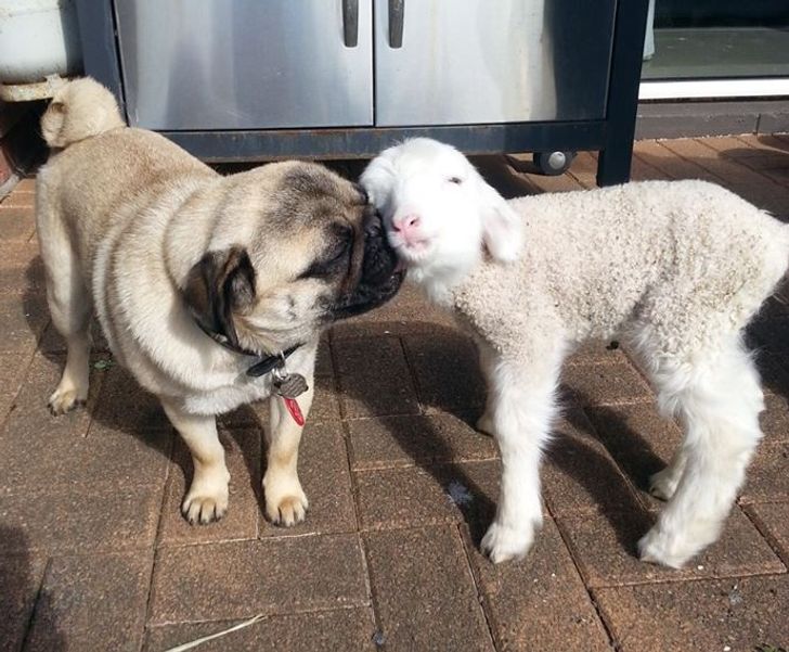 adf44a5455a3bea95a449685f7