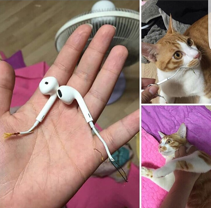 ae0ecf5496ad4036ccdc59178a