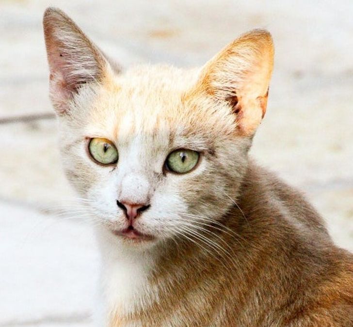 ae0f515679bfbbd186285062c1