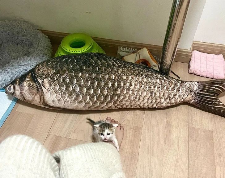 ae2d3251aa88abe57481d32258