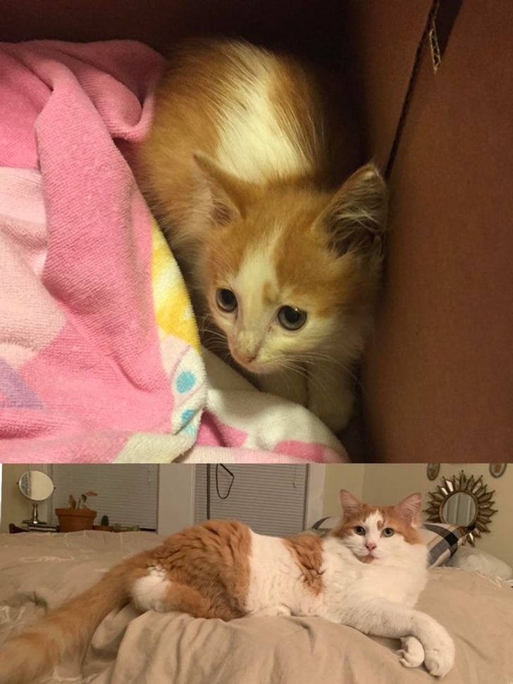 ae2f4959cca520b4090b236b16