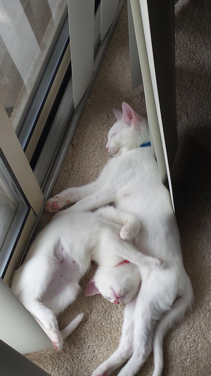 ae3aea5203ad949c5bd679a8af