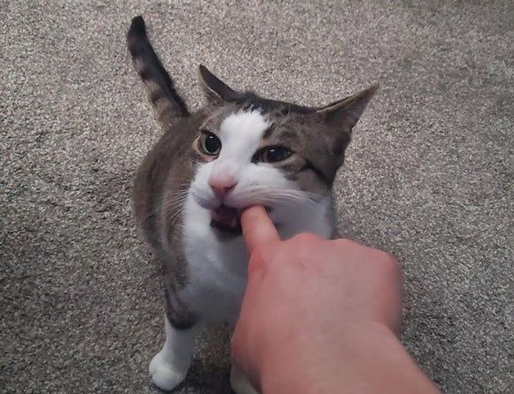 ae876456ac80df03a7ba767372