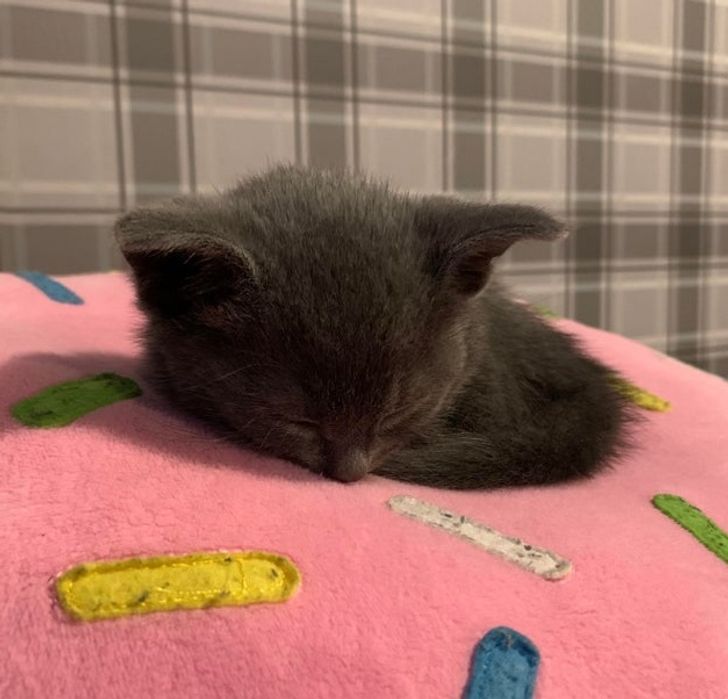 af1a8a590dab7325216fd77a64