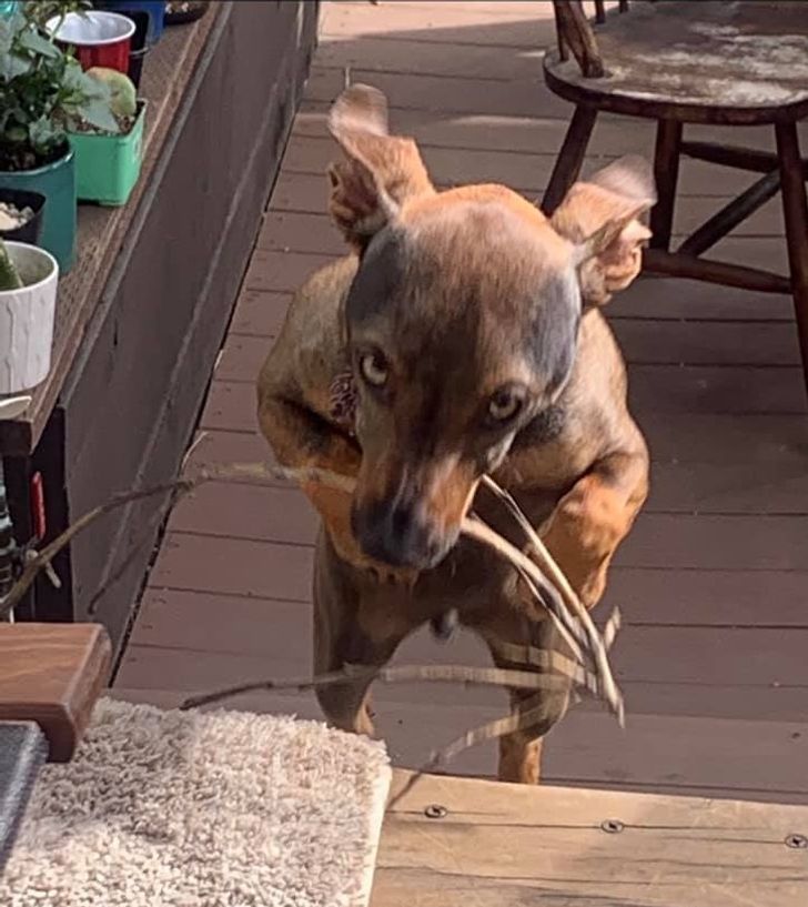 af20375ab0818dfd27ec688c74