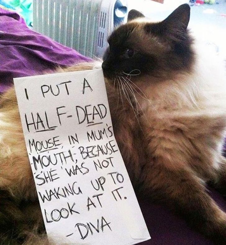 b0942359f697c04b53f2a3355d b0942359f697c04b53f2a3355d