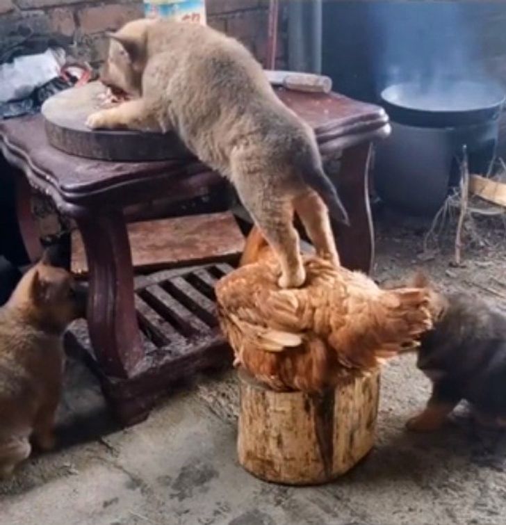 b3834e5f3b925ecf370e716d05