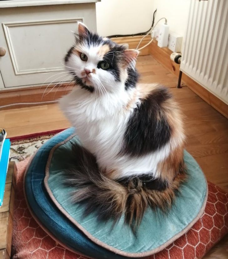 b3e4b2533d85cc98dbd04fc492