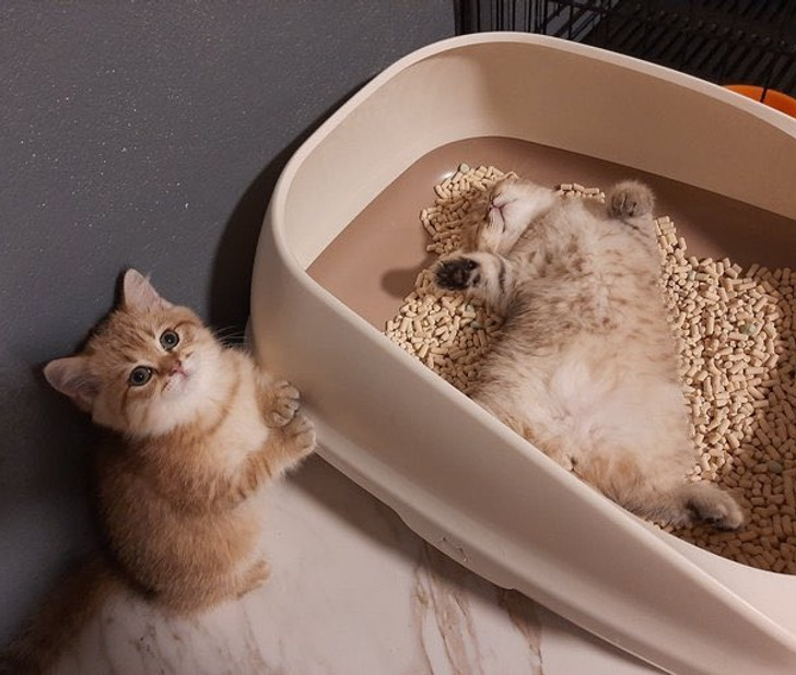 b52f545afe8d60255da8f22568