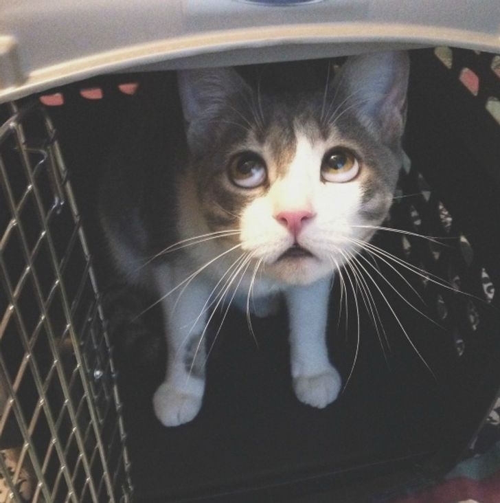 b63faf506f9752d59340ba62cb