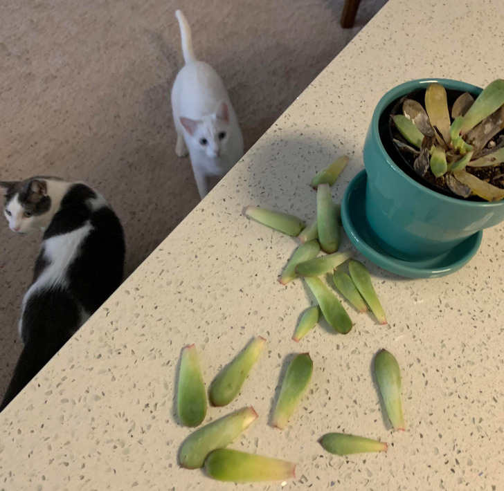 b6c2ee58f0a807e5c1c610a358