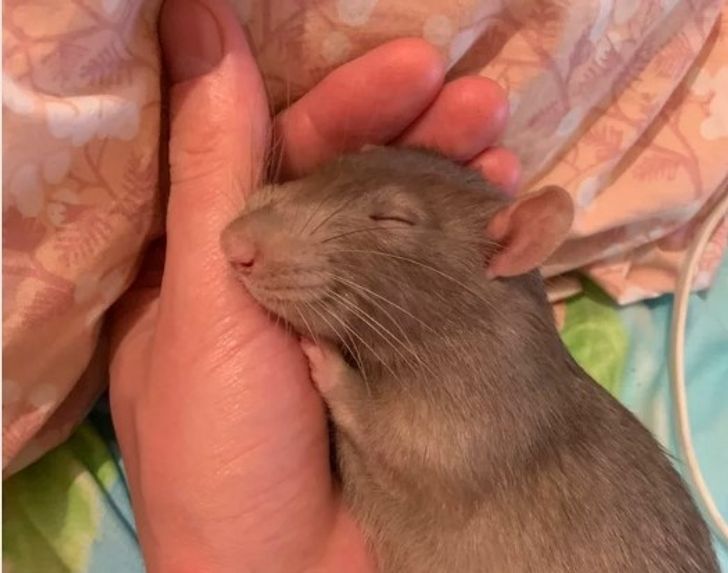 b85c985555a67e2e0241efd38f