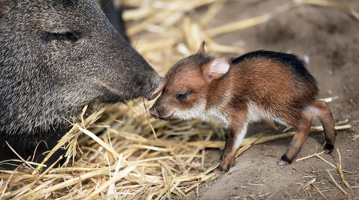 b8752d519b938c17ebc97f4d11