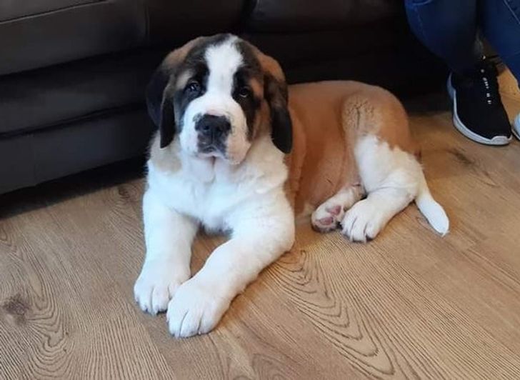 b93728550d9752a193fb223cae