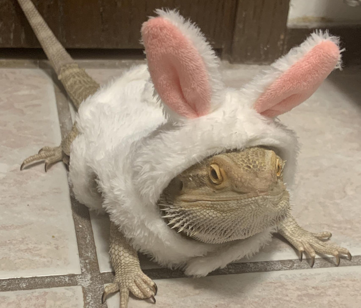 ba28905451b61667a712ba4619