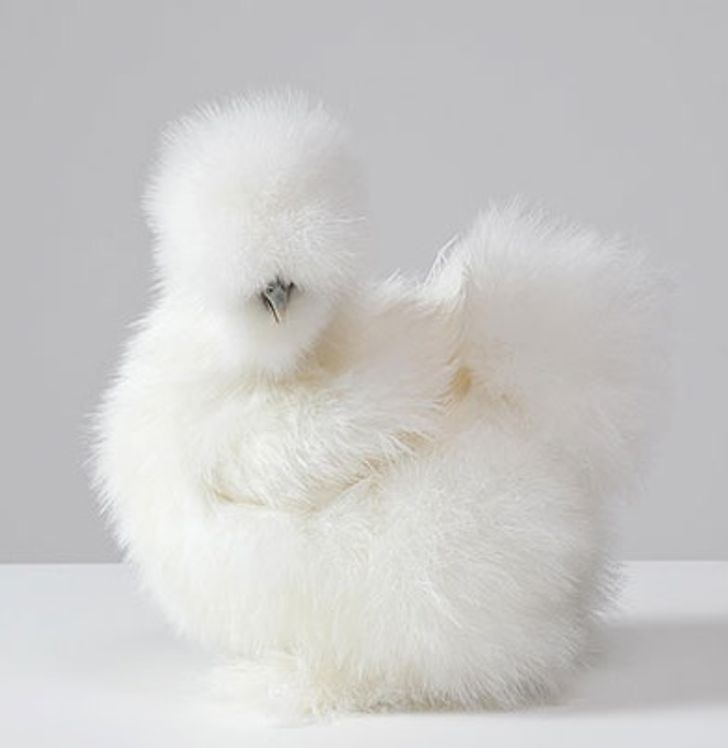 baa8ff5ed2ac8dd2de315d96bf