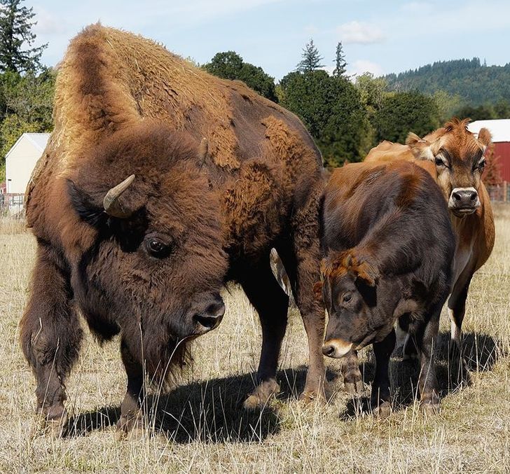 bac497589c879f40d7cca0d879