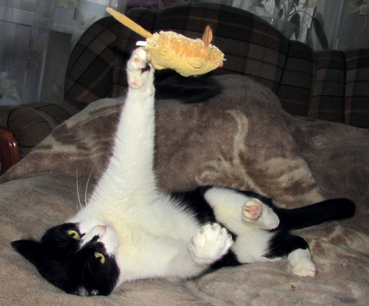 baca5e5734a3bb4de090e20b6a