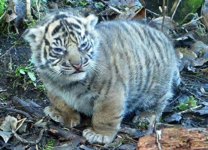 badd545eb397259100d8bb6faf