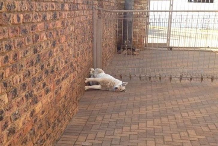 bb0a0c53389a8c4f0cd23241ed