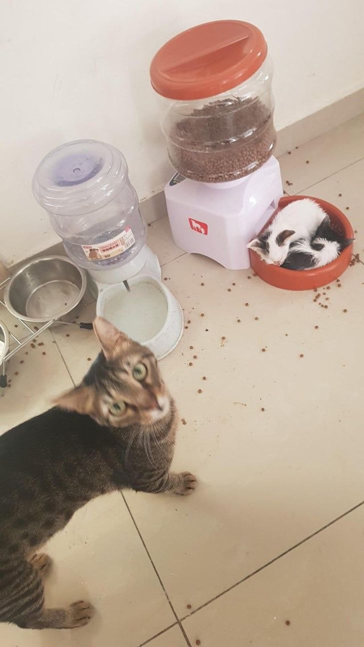 bb43e858719e58362854515aef