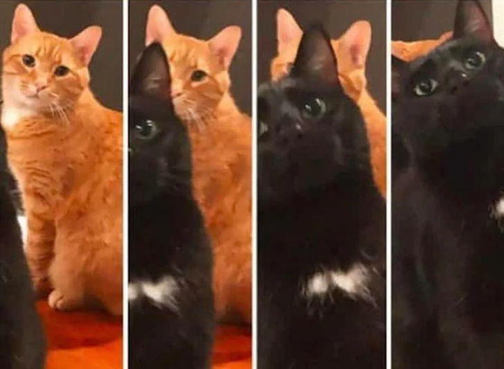 bc06ba5b568c13c1054ace880e