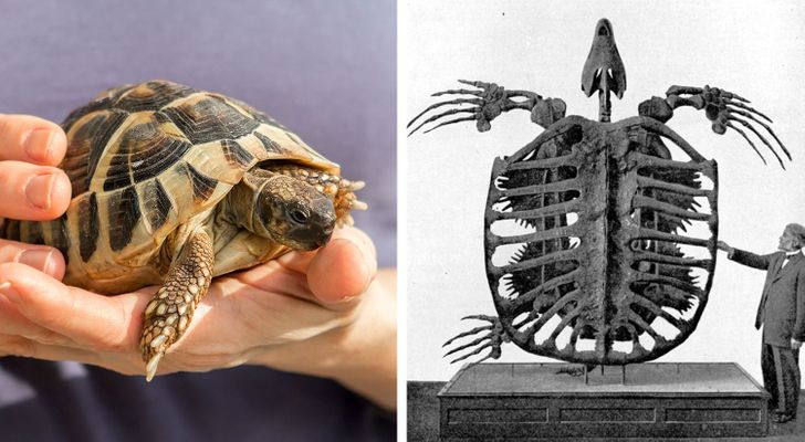 bc0b5550a295a5d9ae3337e829